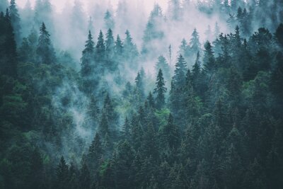 Brume et nuages de la forêt
