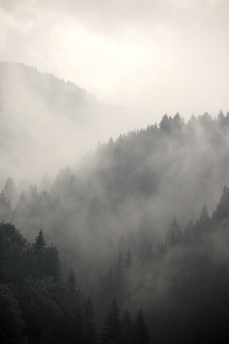 Poster  Brume matinale et forêt de montagne