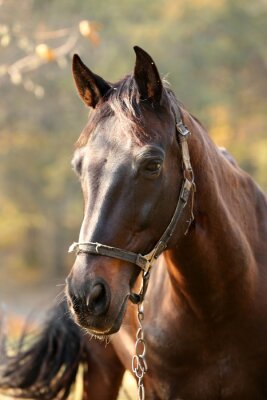 Poster  Buste d'un cheval broutant