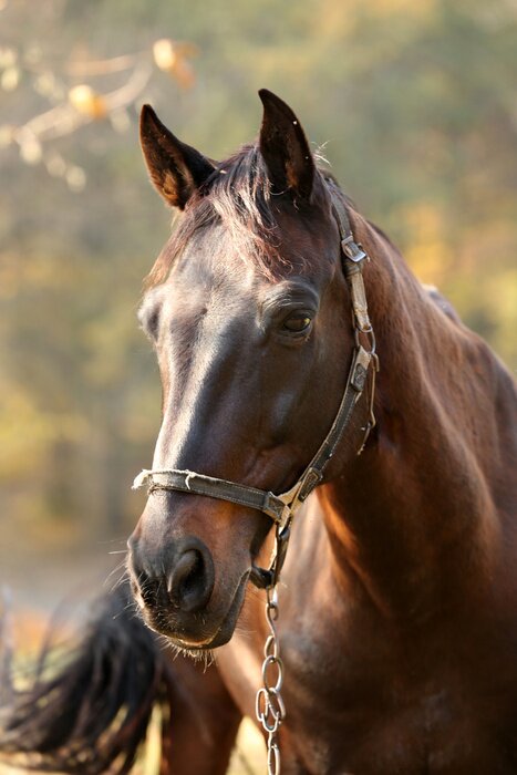 Poster  Buste d'un cheval broutant