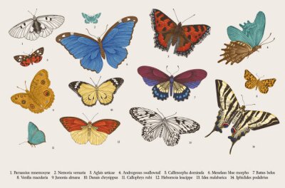 Poster  ..Butterflies. Set of elements for design. Vector vintage classic illustration. Colorful