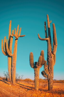Poster  Cactus dans un paysage désertique au coucher du soleil