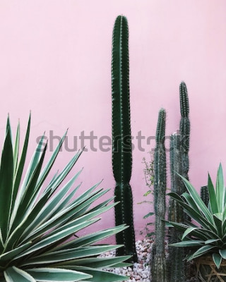 Poster  Cactus et autres plantes vertes