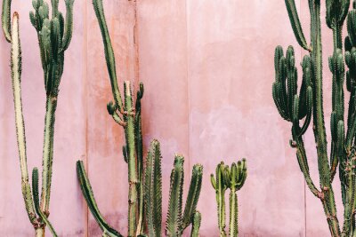 Cactus exotiques sur un fond en béton dans les tons roses