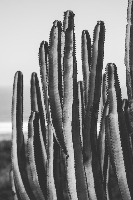 Poster  Cactus sur une photo en noir et blanc