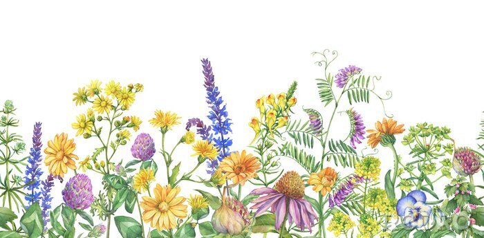 Poster  Cadre, bordure avec fleurs sauvages en fleurs, herbes médicinales. Aquarelle main dessinée illustration de peinture isolée sur fond blanc.