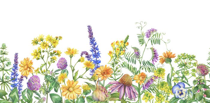 Poster  Cadre, bordure avec fleurs sauvages en fleurs, herbes médicinales. Aquarelle main dessinée illustration de peinture isolée sur fond blanc.