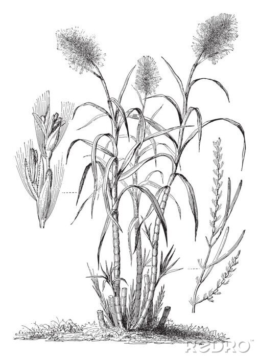 Poster  Canne à sucre (Saccharum officinarum) / illustration vintage