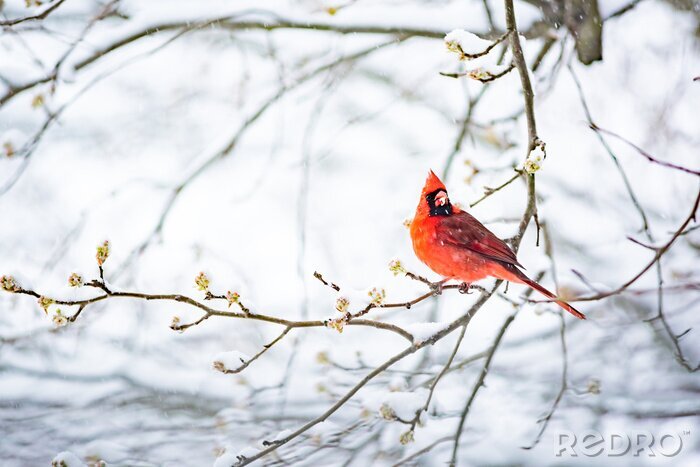 Poster  Cardinal écarlate sur une branche d'hiver