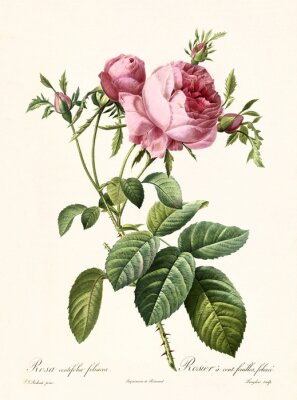 Poster  Centifolia roses une brindille arrachée à un buisson