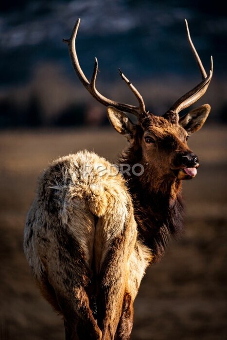 Poster  Cerf brun dans un environnement naturel