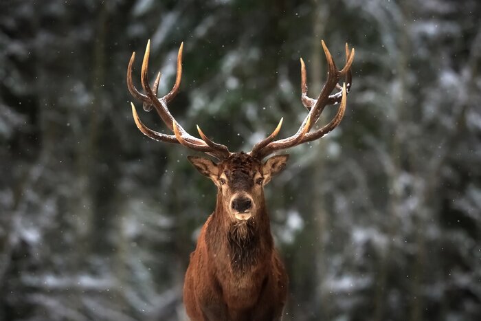 Poster  Cerf dans la neige avec un paysage forestier en arrière-plan