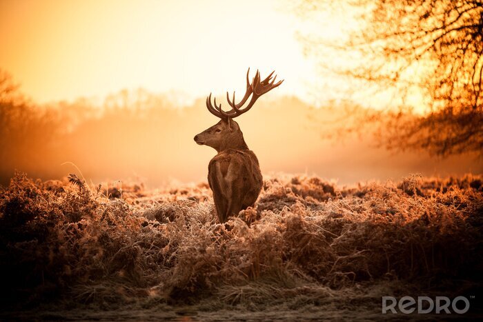 Poster  Cerf dans le fourré