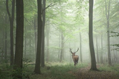 Cerf dans une forêt verte et brumeuse