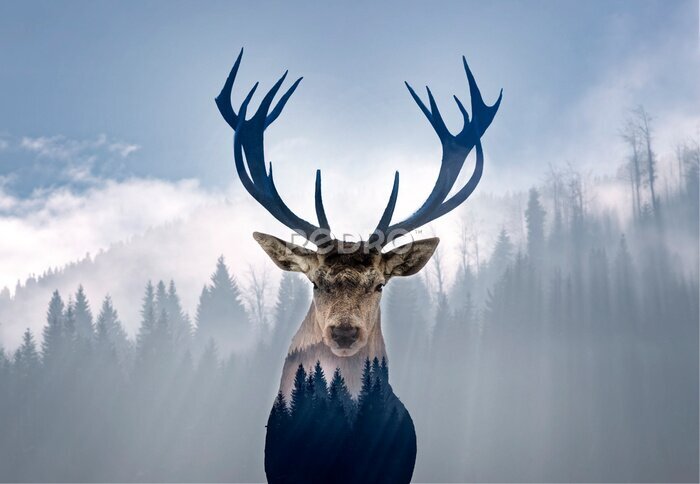 Poster  Cerf et forêt dans le brouillard