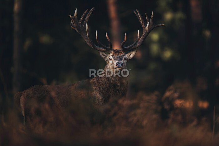 Poster  Cerf sauvage dans une forêt