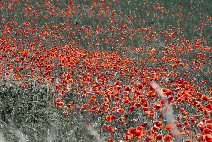 Poster  Champ coquelicots rouges
