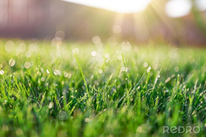 Poster  Champ d'herbe en matinée ensoleillée
