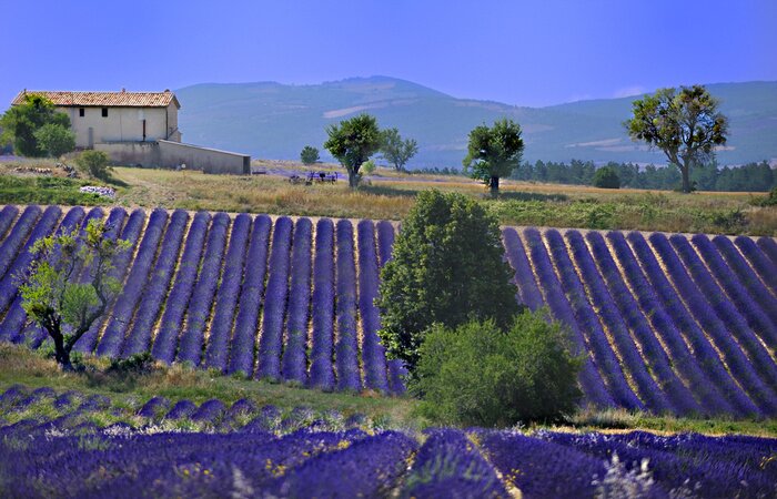 Poster  Champ d'herbes et de lavande près d'une ferme