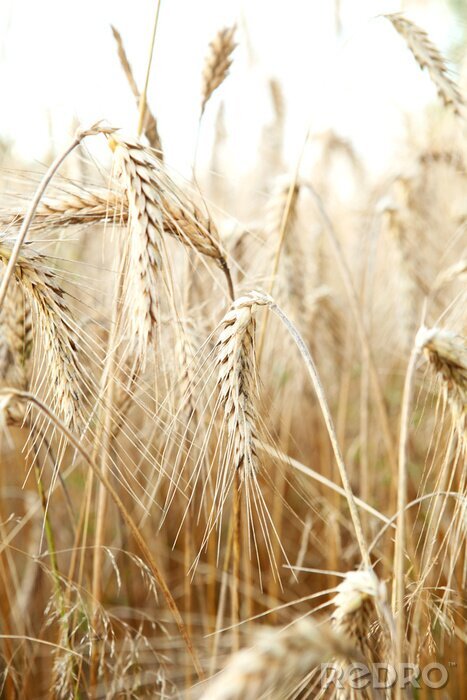 Poster  Champ d'orge et nature