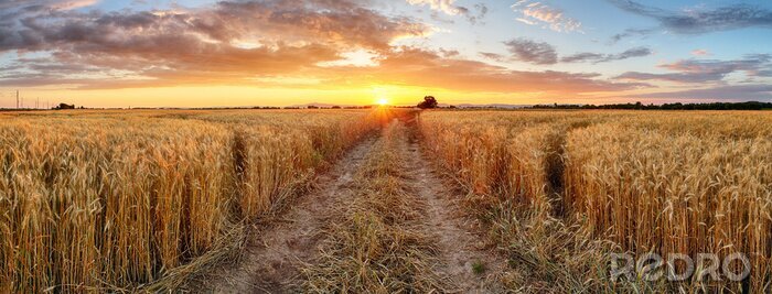 Poster  Champ de blé au coucher du soleil, panorama