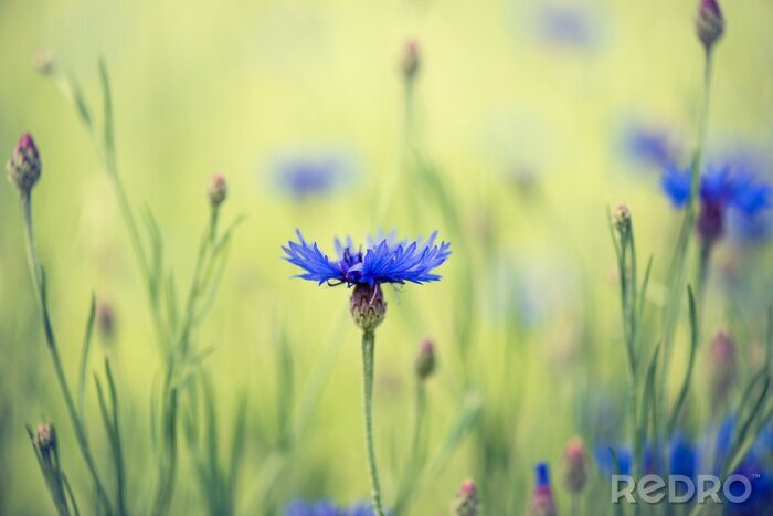 Poster  Champ de bleuets