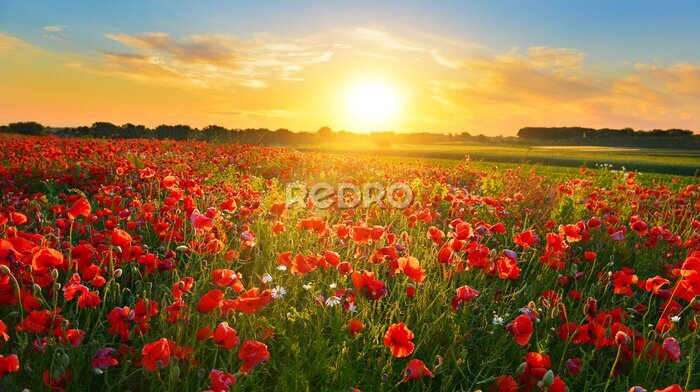 Poster  Champ de coquelicots au lever du soleil paysage d'été