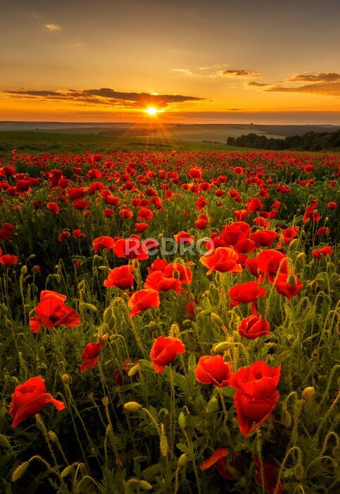 Poster  Champ de coquelicots et coucher de soleil