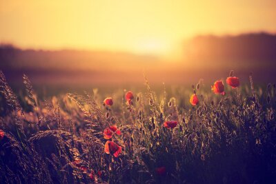 Papier peint  Champ de coquelicots et coucher du soleil