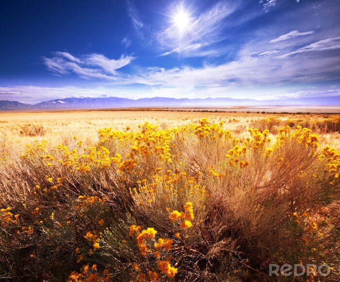 Poster  Champ de fleurs à midi