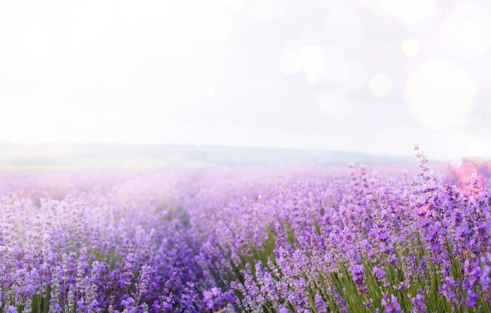 Poster  Champ de fleurs et nature