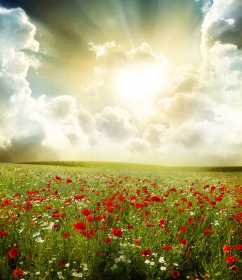 Champ de fleurs et soleil