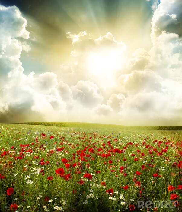 Poster  Champ de fleurs et soleil