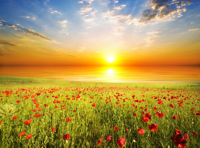 Poster  Champ de fleurs mer et coucher de soleil