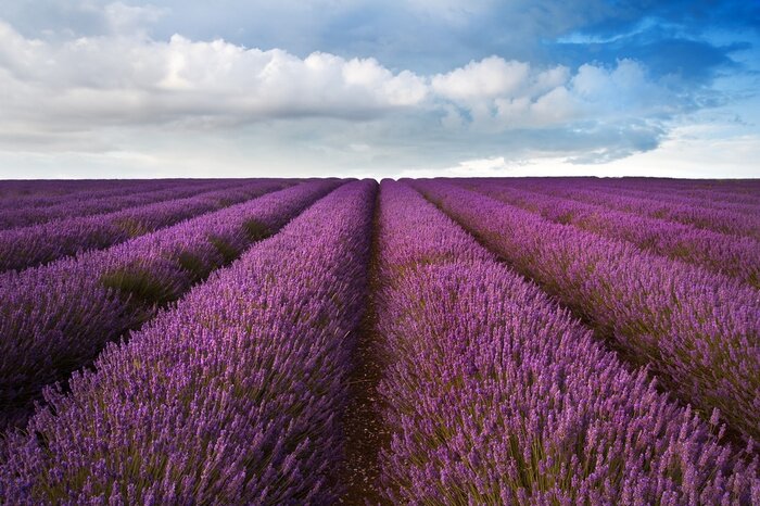 Poster  Champ de lavande sous les nuages