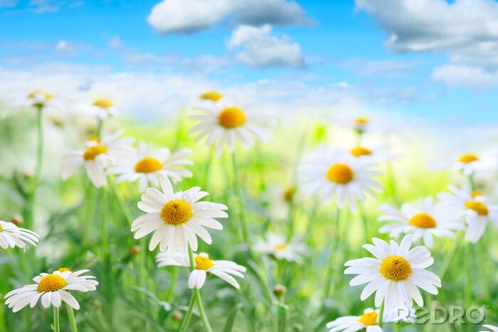Poster  Champ de marguerites et nature