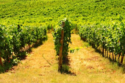 Champ de raisins en fleurs