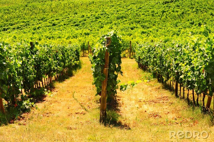 Poster  Champ de raisins en fleurs