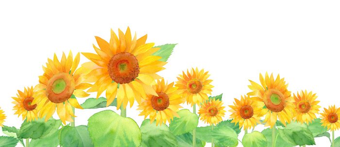 Poster  Champ de tournesol peint sur fond blanc