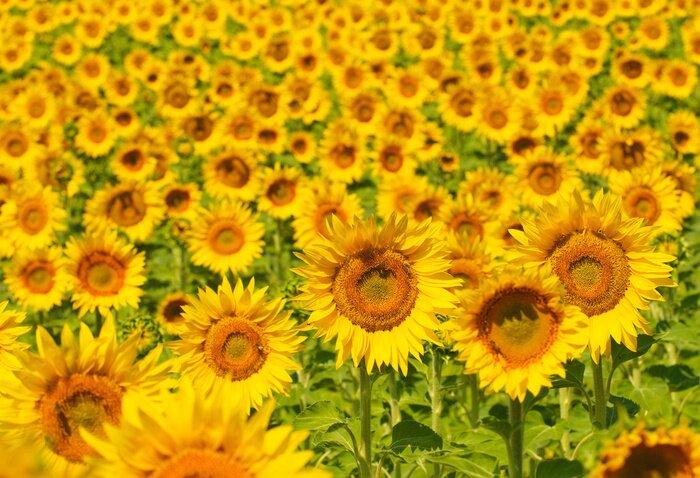 Poster  Champ de tournesols en Provence