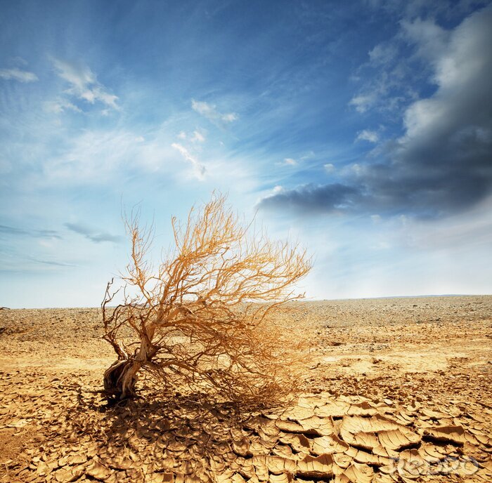 Poster  Champ désertique et arbre sec