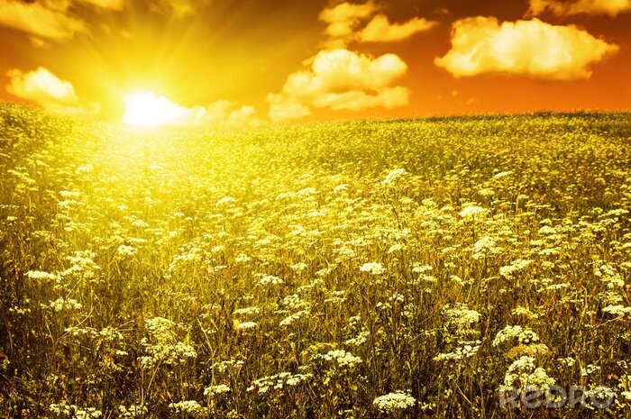 Poster  Champ et coucher de soleil dans les tons de jaune