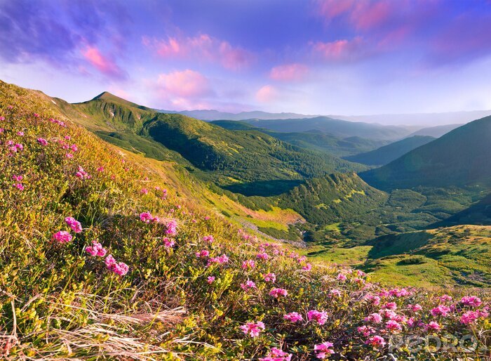 Poster  Champ et fleurs dans un paysage de montagne