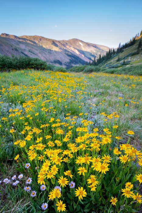 Poster  Champs d'arnica