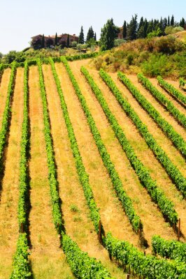 Champs de plaine de la Toscane