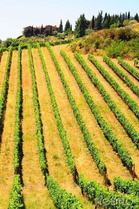 Poster  Champs de plaine de la Toscane
