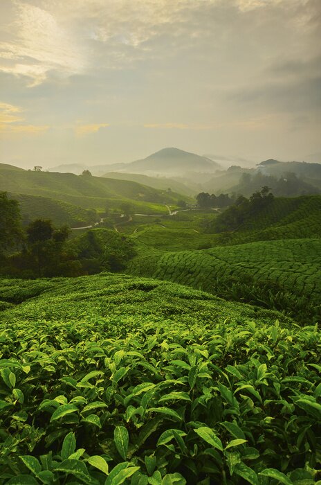 Poster  Champs de thé et montagnes