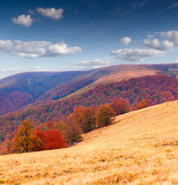 Poster  Champs et arbres d'automne