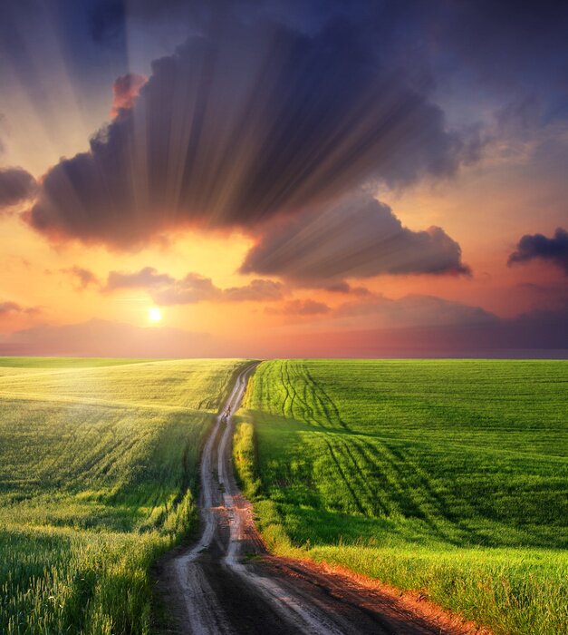 Poster  Champs verts et soleil