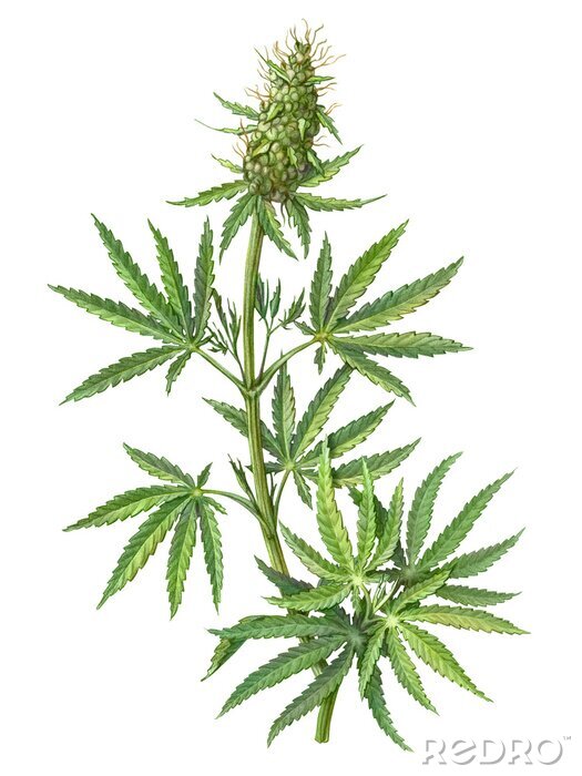 Poster  Chanvre sur fond blanc